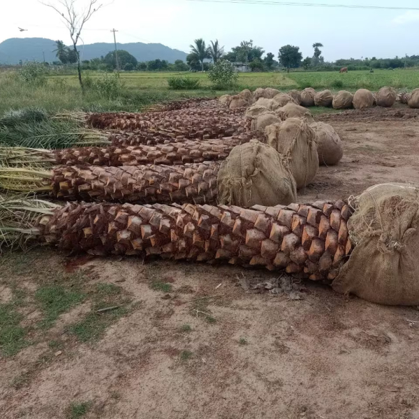 Khazoor Plants