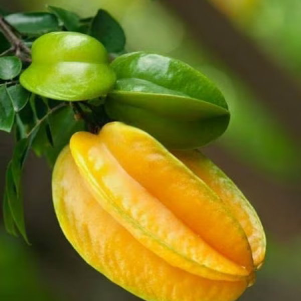 Thai Star Fruit Plants